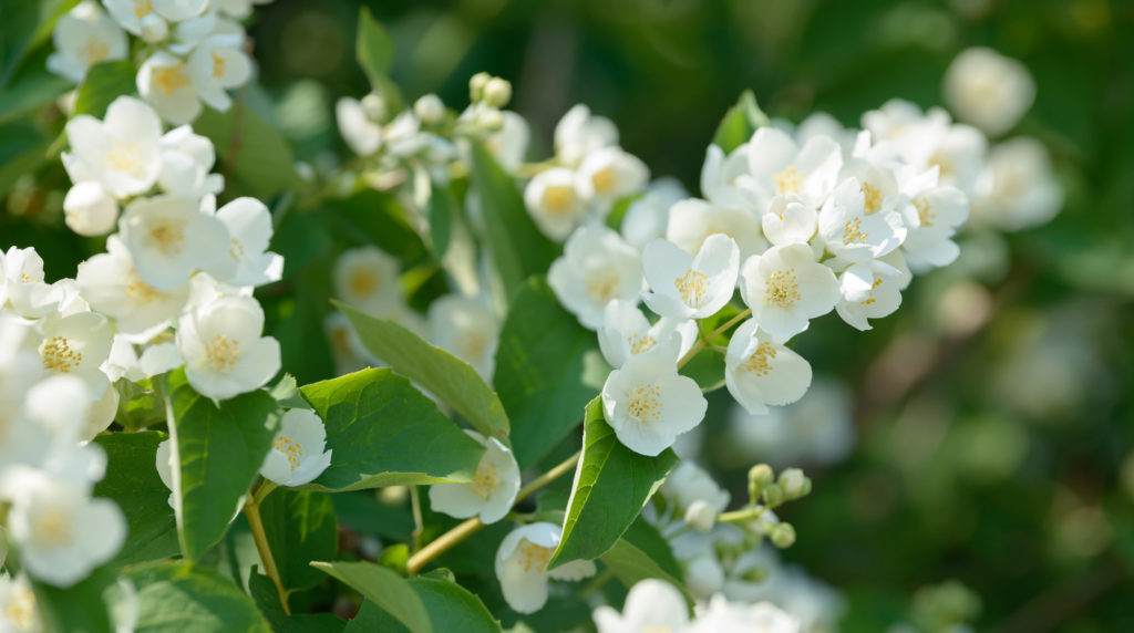 香料のはなし ジャスミンの内に潜む香り