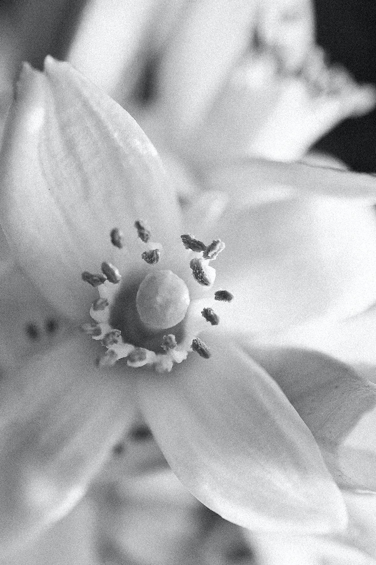 CARINE ROITFELD - Eau de Parfum - Aurelien - 90ml