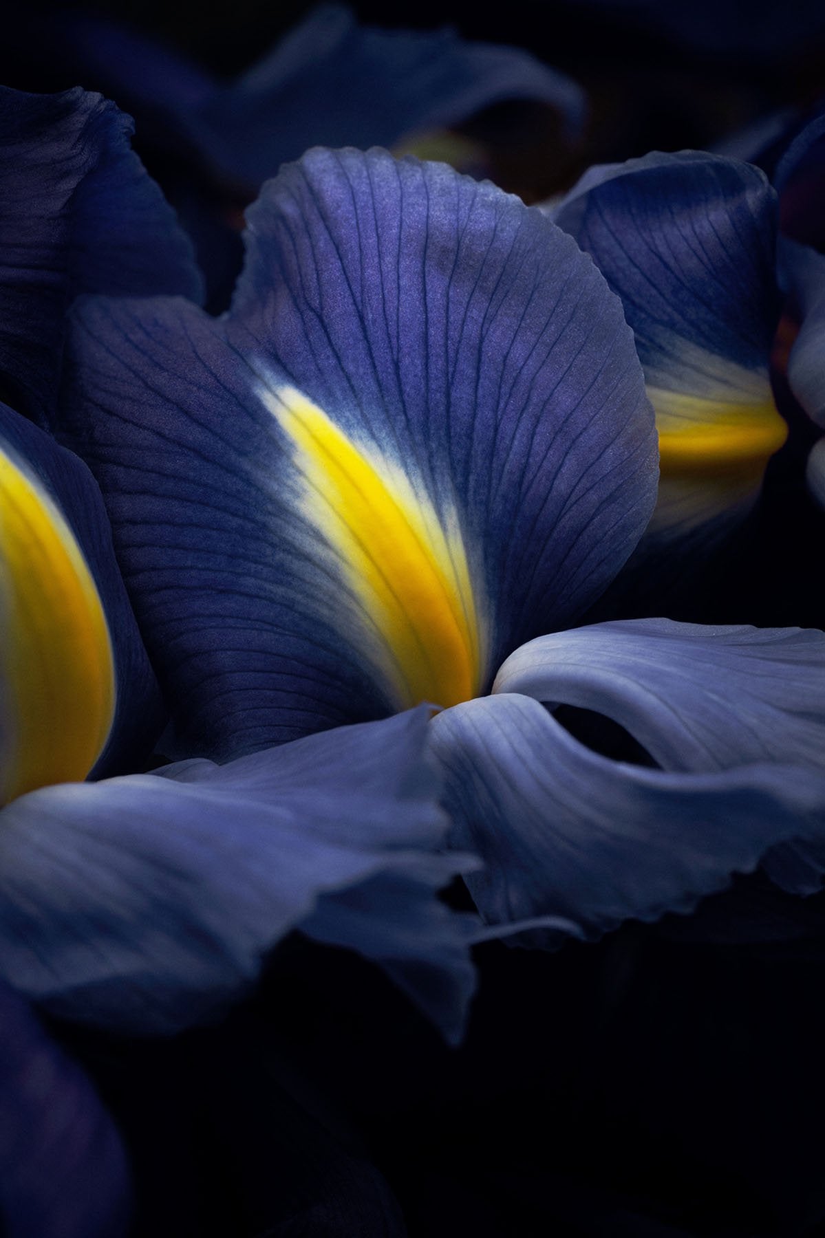 EAU DE PARFUM - IRIS PALLIDA - 100ml
